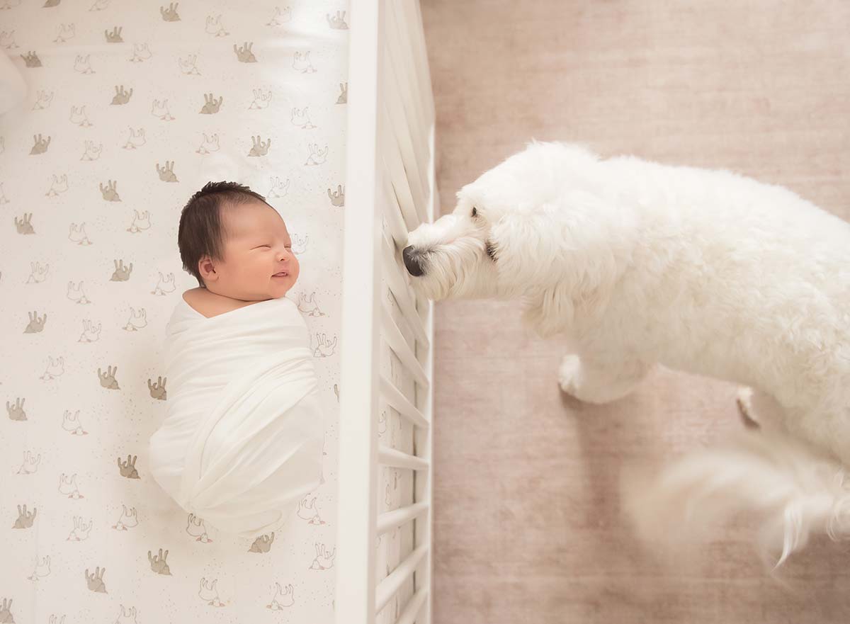 Family dog looking at a sleeping baby in the crib