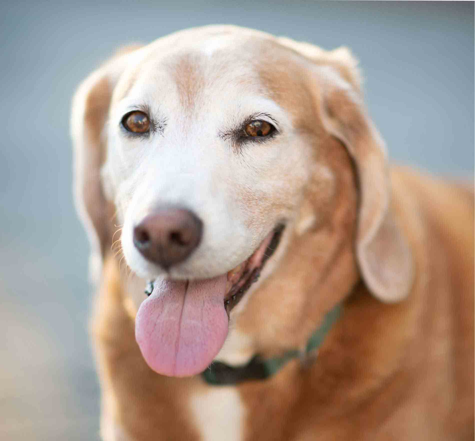 A close-up of a light brown dog with a white face and floppy ears, looking at the camera with its mouth open and tongue out. The dog wears a green collar and has a happy expression. The background is blurred.