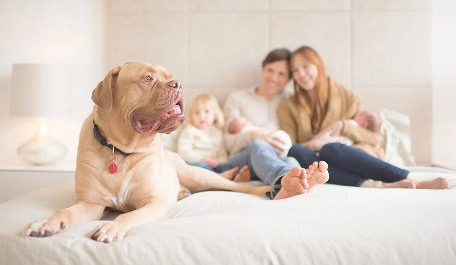 A large brown dog lies at the front of a bed while two adults and three young children sit together in the background, all appearing relaxed and happy in a bright, cozy bedroom.