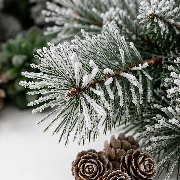 Close-up of snow-dusted pine branches with frosted pinecones in the foreground, creating a wintry, festive scene.
